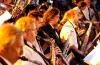 La Banda Sinfónica de Montevideo presenta “Son” del Caribe