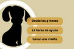 Castración gratuita de perros en Aquiles Lanza
